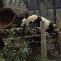 Omo/i/chigai(guitar)