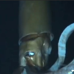 Crashes In Paradise Mix