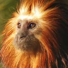 Monkeys Drop
