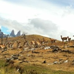 המעיין המתגבר