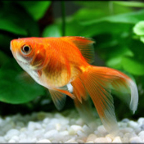 Nee Korinaal - Karthik, Swetha Mohan