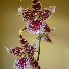 Gole Orkide