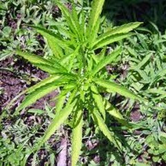 Bugatti Veyron Piffin In The Dark