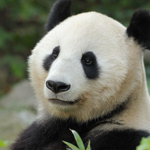 Waldo The Funk - Pandabär Instrumental