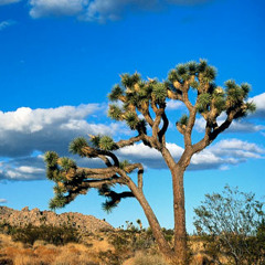 Palmdale Blues