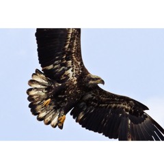 Por que te quiero, porque te amo