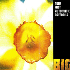 New Fast Automatic Daffodils - Big