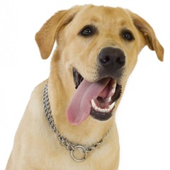 The Hounds of Czar - Sleeping Outside