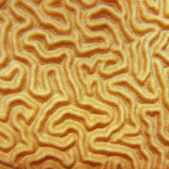 Laraaji & LOGM - Galaxea