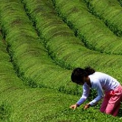 采茶曲 (The Tea Plucking Song)