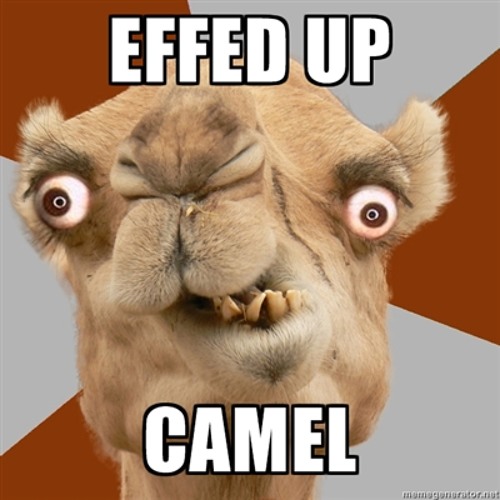 effed up camel