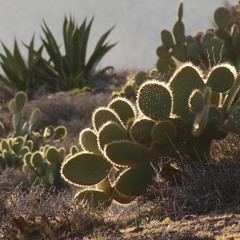 Peyote Dunes