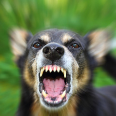 Off the leash - the Original Conspiracy - 2009