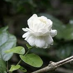 အလြမ္းဘယ္လိုေျဖရမယ္ (တြံေတးသိန္းတန္)