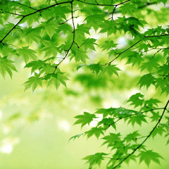 Green Leaves