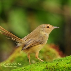 Skinny Love By Birdy Cover (:
