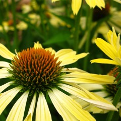 ~ Symphonie Surréelle ~ Yellow speaking cones ~ 90bpm