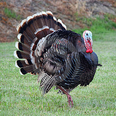 Jimmy russell (demo)