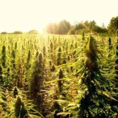 Kush Fields