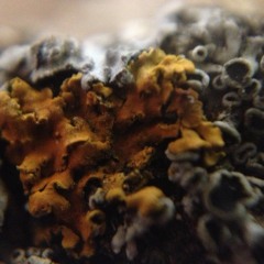 Nemphusi (SA node REMIX) - Mourning Air / Black Jacket