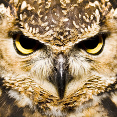 The Owls Are Not What They Seem..