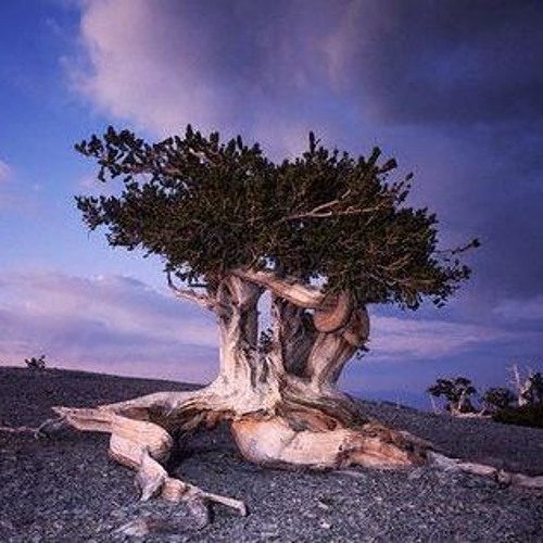 Gaia Tree-"Spiral galaxys of my mind"-Special Set For Tree of Life!