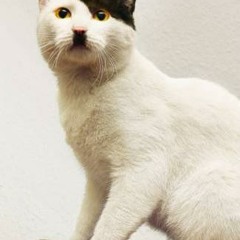 Iranian Sample - Moz-ArtZz