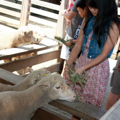 Airplanes [chorus cover]