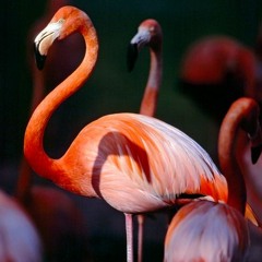 The Flamingos - I Only Have Eyes For You (Dave O'Mara Remix)
