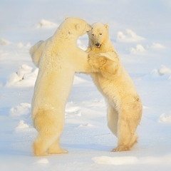빙판의 왈츠(waltz on the ice) - 황윤제