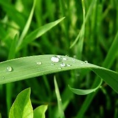 My life as a blade of grass