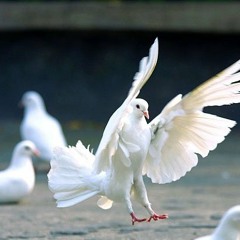 التُوبً - بسام شمص
