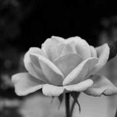 Dance me to the end of love (cover)