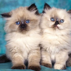 moustache