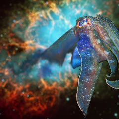 Celestial Cephalopod