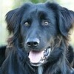 Cover Creadence CLEARWATER REVIVAL at Privet Party Gig On The Moution Abi Srvz!