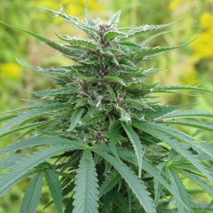 Kn beatz 07 2013 LOOP