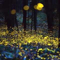Keith Kenniff - Chasing Fireflies