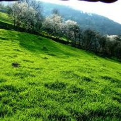 Dedovina