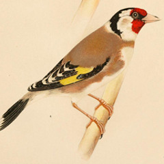 22012013 GOLDFINCH