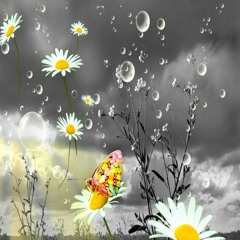 بسام شمص . الشكوى