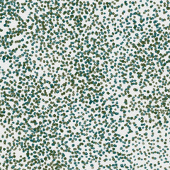 Damp Paving
