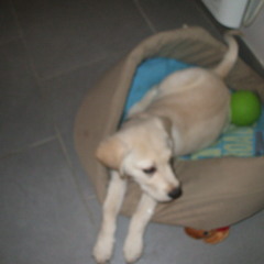 dsj bert  le 28-01-2013