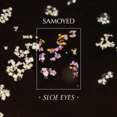 Samoyed - Sloe Eyes