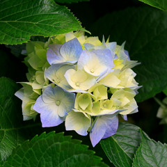 Lue Dang Sem (Yala Ru)