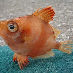 Revenge of the Fish drumming