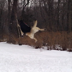 Feelings like Flight