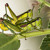 Artwork for Crickets and the nightingales