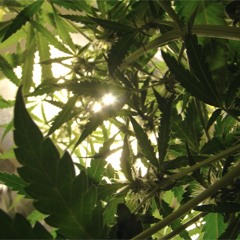 ultimate high 1.3 (whit congas++) nas and nature&endlash