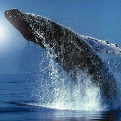whales and dolphins